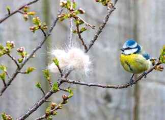 Chemicals in Pet Flea Treatments Linked to Songbird Deaths chemicals-in-pet-flea-treatments-linked-to-songbird-deaths