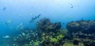 Coastal Marine Ecosystems: Legal Rights and Intrinsic Value – Inside Climate News coastal-marine-ecosystems-legal-rights-and-ntrinsic-value-nside-climate-news