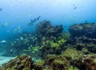 Coastal Marine Ecosystems: Legal Rights and Intrinsic Value – Inside Climate News coastal-marine-ecosystems-legal-rights-and-ntrinsic-value-nside-climate-news