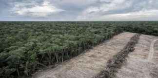 Controversy Surrounding Forest Credit Quality Label Leads to Experts Quitting Carbon Market Watchdog controversy-surrounding-forest-credit-quality-label-leads-to-experts-quitting-carbon-market-watchdog