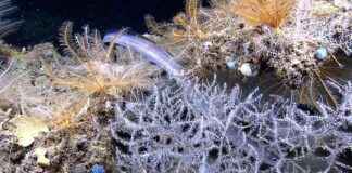 Deep-Sea Mining: Key Facts and Information for Beginners – EcoWatch deep-sea-mining-key-facts-and-nformation-for-beginners-ecowatch