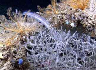 Deep-Sea Mining: Key Facts and Information for Beginners – EcoWatch deep-sea-mining-key-facts-and-nformation-for-beginners-ecowatch