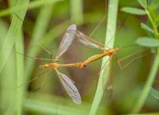 Developing Genetically Modified ‘Toxic Males’ to Control Australia’s Mosquito Population – Eco-Friendly Solution developing-genetically-modified-toxic-males-to-control-australias-mosquito-population-eco-friendly-solution