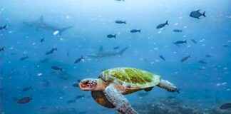 Ecuador Legalizes Rights for Coastal Ecosystems in Landmark Ruling ecuador-legalizes-rights-for-coastal-ecosystems-in-landmark-ruling