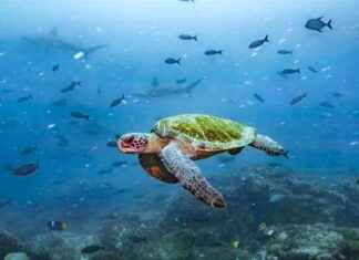 Ecuador Legalizes Rights for Coastal Ecosystems in Landmark Ruling ecuador-legalizes-rights-for-coastal-ecosystems-in-landmark-ruling