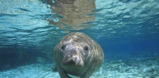 florida-manatees-denied-endangered-species-protections-despite-ongoing-die-offs-ecowatch