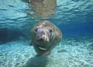 Florida Manatees Denied Endangered Species Protections Despite Ongoing Die-Offs – EcoWatch florida-manatees-denied-endangered-species-protections-despite-ongoing-die-offs-ecowatch