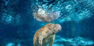 Florida Manatees: Retained Threatened Status Under New Federal Proposal florida-manatees-retained-threatened-status-under-new-federal-proposal