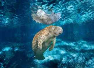 Florida Manatees: Retained Threatened Status Under New Federal Proposal florida-manatees-retained-threatened-status-under-new-federal-proposal