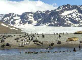 Giant Iceberg A23a Threatens South Georgia Island Wildlife – EcoWatch giant-ceberg-a23a-threatens-south-georgia-sland-wildlife-ecowatch