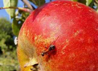 Harnessing the Power of Ants in Agriculture’s Climate Battle harnessing-the-power-of-ants-in-agricultures-climate-battle