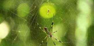 How Spiders ‘Smell’ Using Their Legs: EcoWatch Research Study how-spiders-smell-using-their-legs-ecowatch-research-study