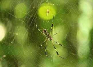 How Spiders ‘Smell’ Using Their Legs: EcoWatch Research Study how-spiders-smell-using-their-legs-ecowatch-research-study