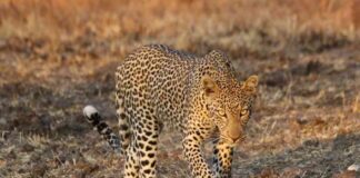 leopard-roars-study-reveals-each-leopard-has-unique-call