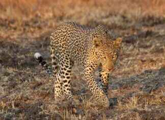 Leopard Roars: Study Reveals Each Leopard Has Unique Call leopard-roars-study-reveals-each-leopard-has-unique-call