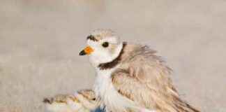 Massachusetts Piping Plovers Achieve Second Record Nesting Year – Eco-Friendly Conservation Story massachusetts-piping-plovers-achieve-second-record-nesting-year-eco-friendly-conservation-story