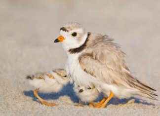 Massachusetts Piping Plovers Achieve Second Record Nesting Year – Eco-Friendly Conservation Story massachusetts-piping-plovers-achieve-second-record-nesting-year-eco-friendly-conservation-story