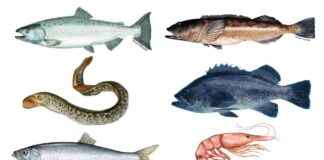 Microplastics Found in Common Seafood: Study Reveals Widespread Contamination microplastics-found-in-common-seafood-study-reveals-widespread-contamination