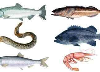 Microplastics Found in Common Seafood: Study Reveals Widespread Contamination microplastics-found-in-common-seafood-study-reveals-widespread-contamination