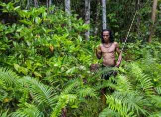 Nickel Rush Threatens Indonesia’s Last Nomadic Tribes and Forests nickel-rush-threatens-ndonesias-last-nomadic-tribes-and-forests