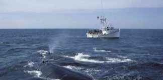 NOAA Withdraws Proposal to Expand Speed Limit Zones for Endangered Whales noaa-withdraws-proposal-to-expand-speed-limit-zones-for-endangered-whales