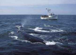 NOAA Withdraws Proposal to Expand Speed Limit Zones for Endangered Whales noaa-withdraws-proposal-to-expand-speed-limit-zones-for-endangered-whales