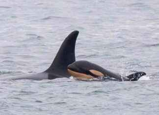 Orca Mother Mourning Loss of Second Calf in Two Years – Eco-Friendly News orca-mother-mourning-loss-of-second-calf-in-two-years-eco-friendly-news