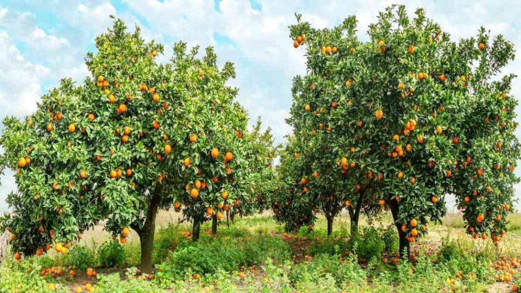 predicting-future-top-crops-in-the-uk-due-to-climate-change-ecowatch