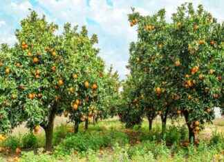 Predicting Future Top Crops in the UK Due to Climate Change – EcoWatch predicting-future-top-crops-in-the-uk-due-to-climate-change-ecowatch