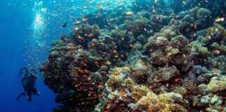 Preserving Coral Reefs: A Compelling Business Opportunity preserving-coral-reefs-a-compelling-business-opportunity