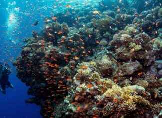 Preserving Coral Reefs: A Compelling Business Opportunity preserving-coral-reefs-a-compelling-business-opportunity