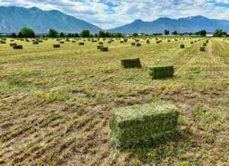 Preserving the Great Salt Lake: Reducing Alfalfa Growth for Environmental Conservation preserving-the-great-salt-lake-reducing-alfalfa-growth-for-environmental-conservation