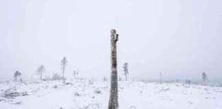 Protecting Ancient Forests: WWF Urges Sweden and Finland to Take Action protecting-ancient-forests-wwf-urges-sweden-and-finland-to-take-action