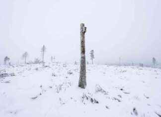 Protecting Ancient Forests: WWF Urges Sweden and Finland to Take Action protecting-ancient-forests-wwf-urges-sweden-and-finland-to-take-action