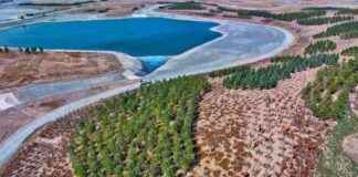 Reforestation Enhances Biodiversity Compared to Other Carbon Capture Methods – Study reforestation-enhances-biodiversity-compared-to-other-carbon-capture-methods-study