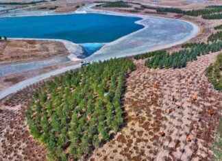 Reforestation Enhances Biodiversity Compared to Other Carbon Capture Methods – Study reforestation-enhances-biodiversity-compared-to-other-carbon-capture-methods-study