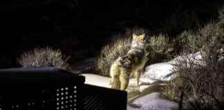 Reintroduction of 15 Gray Wolves from Canada to Colorado Boosts Ecosystem – EcoWatch reintroduction-of-15-gray-wolves-from-canada-to-colorado-boosts-ecosystem-ecowatch