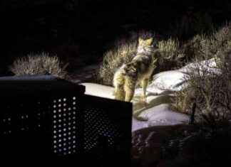 Reintroduction of 15 Gray Wolves from Canada to Colorado Boosts Ecosystem – EcoWatch reintroduction-of-15-gray-wolves-from-canada-to-colorado-boosts-ecosystem-ecowatch