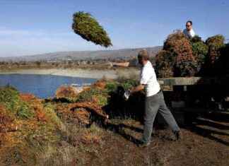Reviving Your Garden and Fish with a Dried-Out Christmas Tree: A Guide reviving-your-garden-and-fish-with-a-dried-out-christmas-tree-a-guide