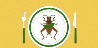 s-nsect-cuisine-the-future-of-food-in-the-united-states
