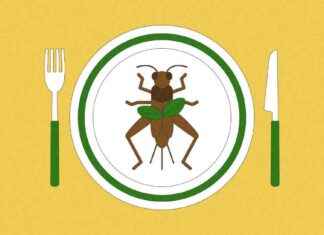 Is Insect Cuisine the Future of Food in the United States? s-nsect-cuisine-the-future-of-food-in-the-united-states