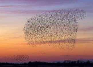 Songbirds Communicate With Other Species During Migration – Eco-Friendly Study songbirds-communicate-with-other-species-during-migration-eco-friendly-study