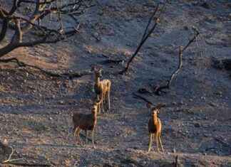 Southern California Wildfires: Impact on Wildlife Adaptation – Inside Climate News southern-california-wildfires-mpact-on-wildlife-adaptation-nside-climate-news