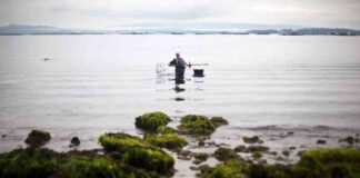 spanish-fishers-in-galicia-shellfish-stocks-collapse-from-climate-change
