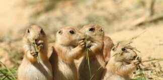 Studied Genetic Diversity Decline in Plant, Animal, and Fungi Species – Conservation Efforts Show Hope studied-genetic-diversity-decline-in-plant-animal-and-fungi-species-conservation-efforts-show-hope