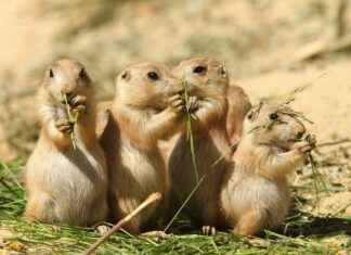 Studied Genetic Diversity Decline in Plant, Animal, and Fungi Species – Conservation Efforts Show Hope studied-genetic-diversity-decline-in-plant-animal-and-fungi-species-conservation-efforts-show-hope