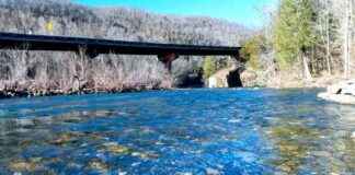 Study Finds 25% of Freshwater Animal Species at Risk of Extinction study-finds-25-of-freshwater-animal-species-at-risk-of-extinction