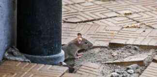 Surging Rat Populations in Cities Due to Rising Temperatures surging-rat-populations-in-cities-due-to-rising-temperatures