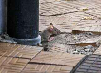 Surging Rat Populations in Cities Due to Rising Temperatures surging-rat-populations-in-cities-due-to-rising-temperatures