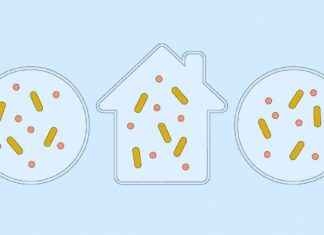 Uncovering CO2-Eating Microbes: Exploring Extreme Environments and Your Home uncovering-co2-eating-microbes-exploring-extreme-environments-and-your-home